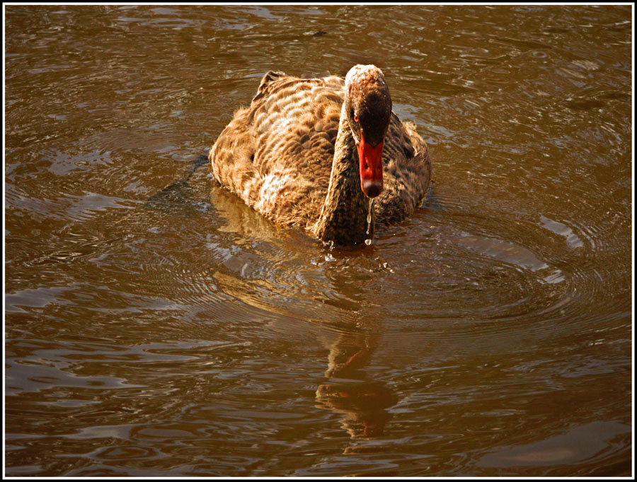 Click image for larger version

Name:	Ugly duck 2.jpg
Views:	28
Size:	202.3 KB
ID:	430433