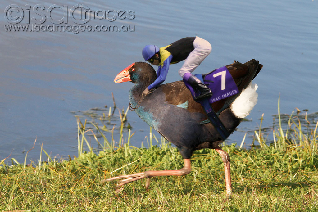 Click image for larger version

Name:	Moorhen-Race-copy.jpg
Views:	47
Size:	183.2 KB
ID:	430836