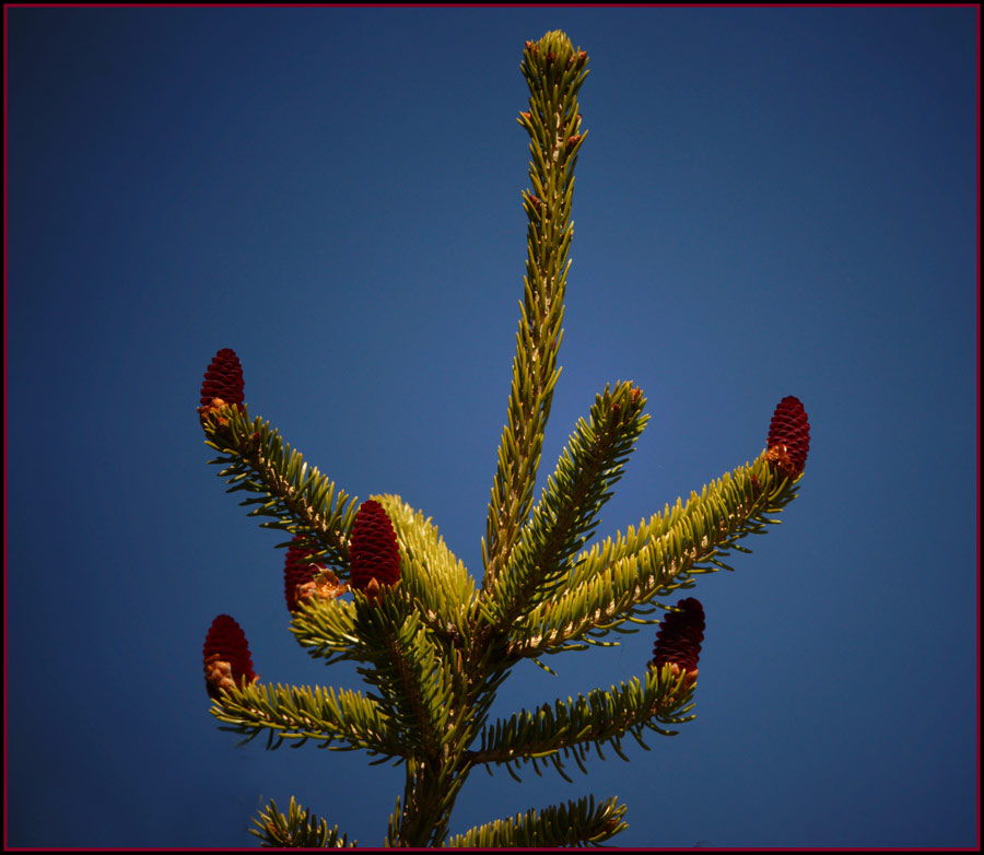 Click image for larger version

Name:	Fir-cones.jpg
Views:	37
Size:	110.3 KB
ID:	431995