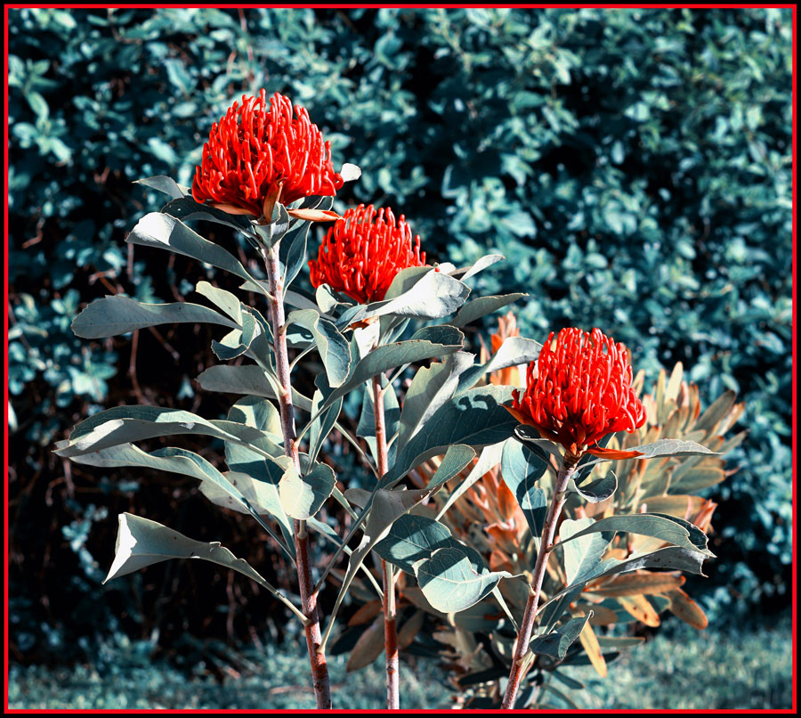 Click image for larger version

Name:	Waratah.jpg
Views:	32
Size:	250.8 KB
ID:	433074