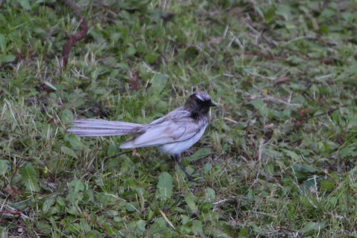 Click image for larger version

Name:	Willie Wagtail - Leucism.jpg
Views:	93
Size:	72.1 KB
ID:	433156