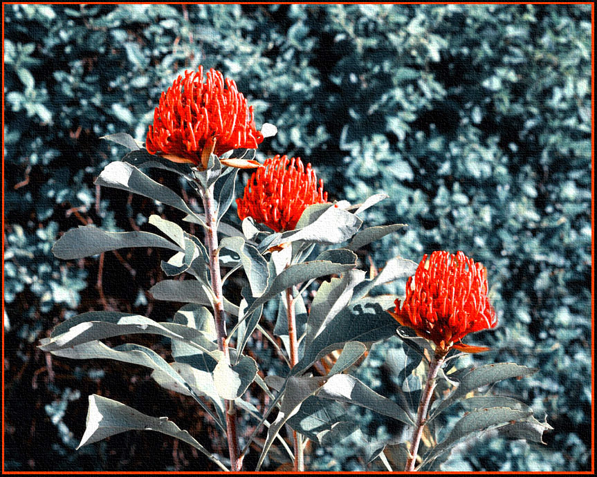 Click image for larger version

Name:	Waratah.jpg
Views:	30
Size:	263.2 KB
ID:	433226