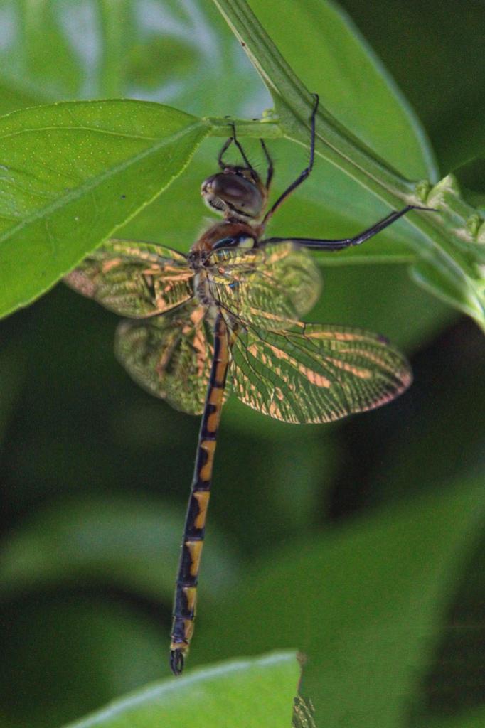 Click image for larger version

Name:	Dragonfly-1.jpg
Views:	20
Size:	76.0 KB
ID:	433293