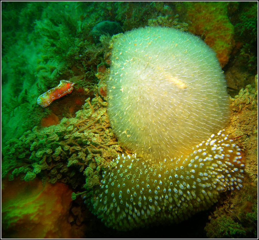 Click image for larger version

Name:	Jellies.jpg
Views:	78
Size:	248.4 KB
ID:	433667