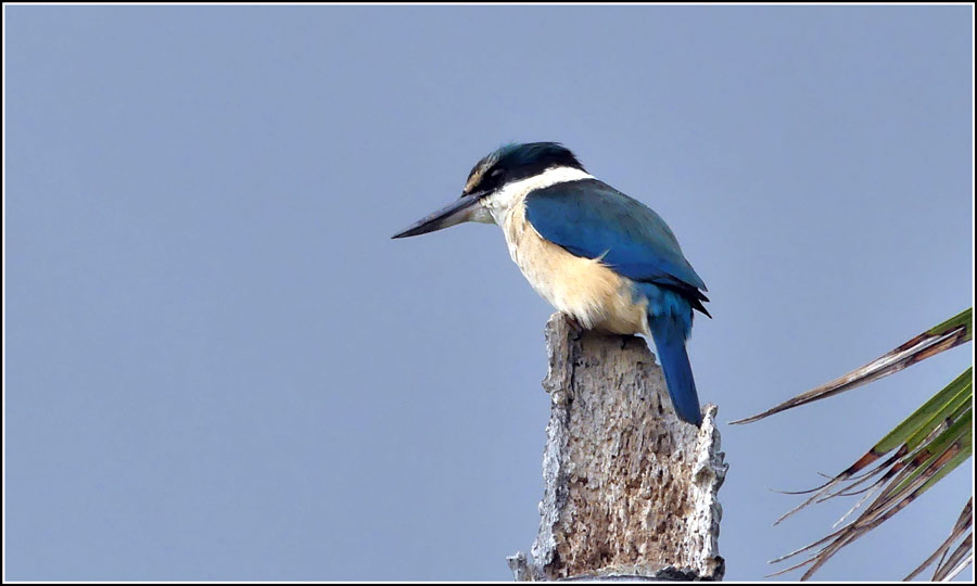 Click image for larger version

Name:	Kingfisher-2.jpg
Views:	26
Size:	58.4 KB
ID:	434402