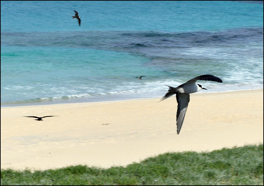 Click image for larger version

Name:	Terns-at Blinky.jpg
Views:	37
Size:	151.5 KB
ID:	435066