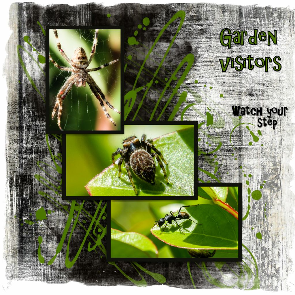 Click image for larger version

Name:	2016-Garden visitors.jpg
Views:	21
Size:	355.8 KB
ID:	436056