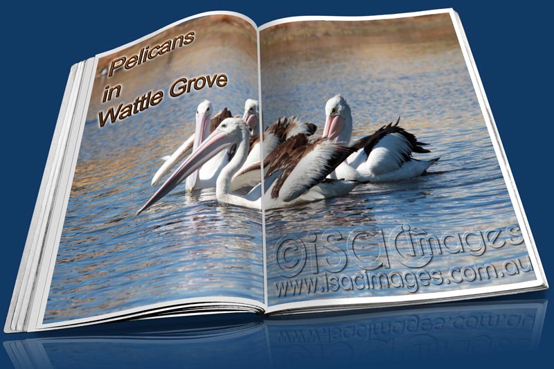 Click image for larger version

Name:	Pelicans-Magazine-1.jpg
Views:	26
Size:	84.0 KB
ID:	436386