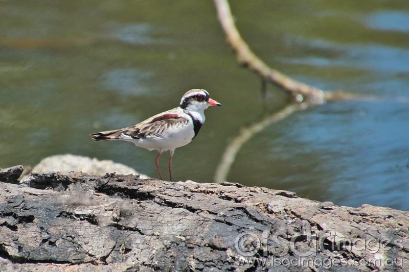 Click image for larger version

Name:	Black-fronted-Dotterel--2.jpg
Views:	25
Size:	72.2 KB
ID:	436416