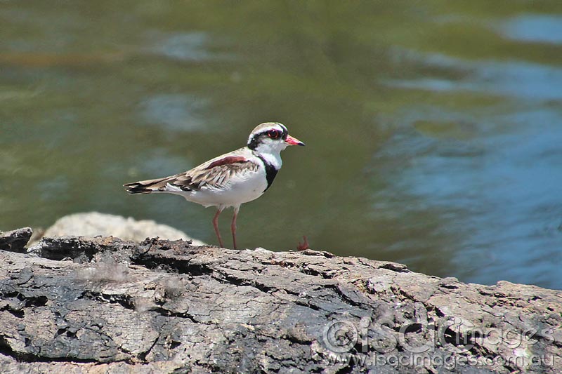 Click image for larger version

Name:	Black-fronted-Dotterel-2E.jpg
Views:	39
Size:	80.7 KB
ID:	436540