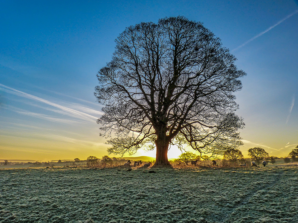 Click image for larger version

Name:	Tree and sheep2ccc.jpg
Views:	20
Size:	1.03 MB
ID:	436613