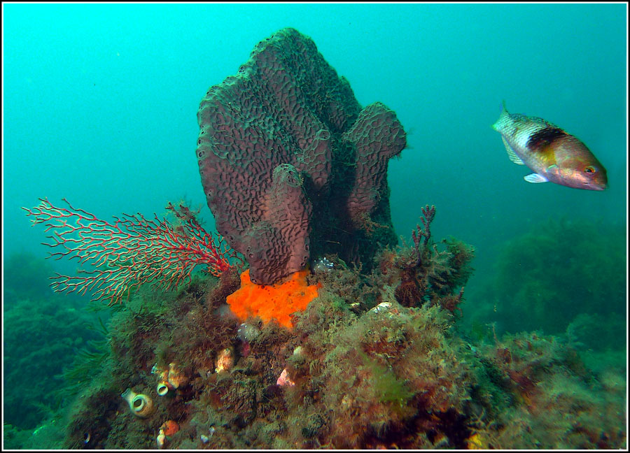 Click image for larger version

Name:	Wrasse and sponge.jpg
Views:	106
Size:	190.4 KB
ID:	437007