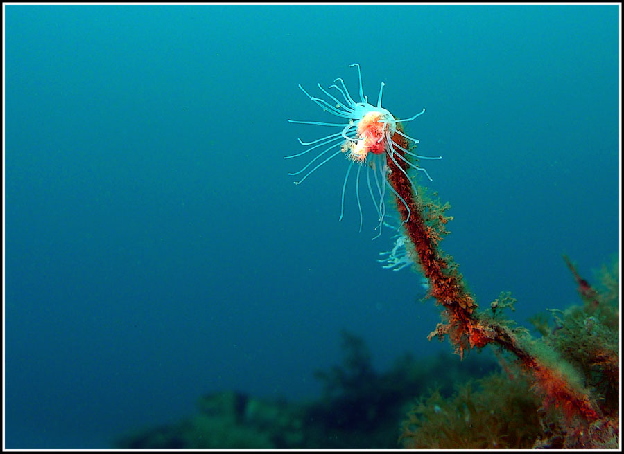 Click image for larger version

Name:	Hydroid solitary.jpg
Views:	107
Size:	103.3 KB
ID:	437008