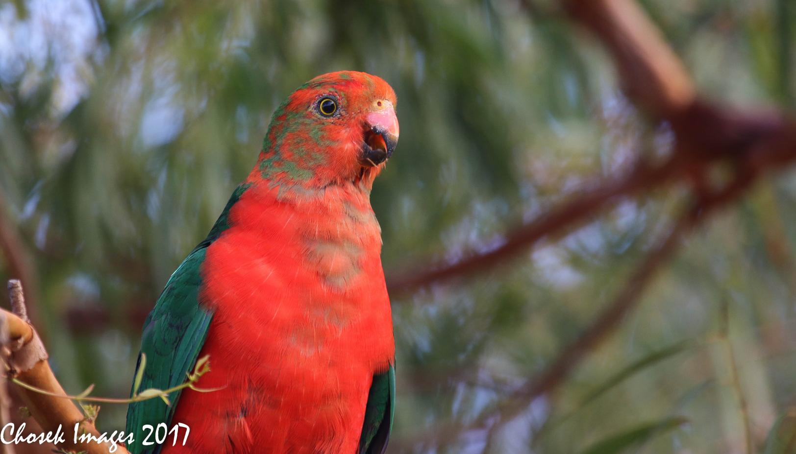 Click image for larger version

Name:	King Parrot.jpg
Views:	34
Size:	115.6 KB
ID:	437072