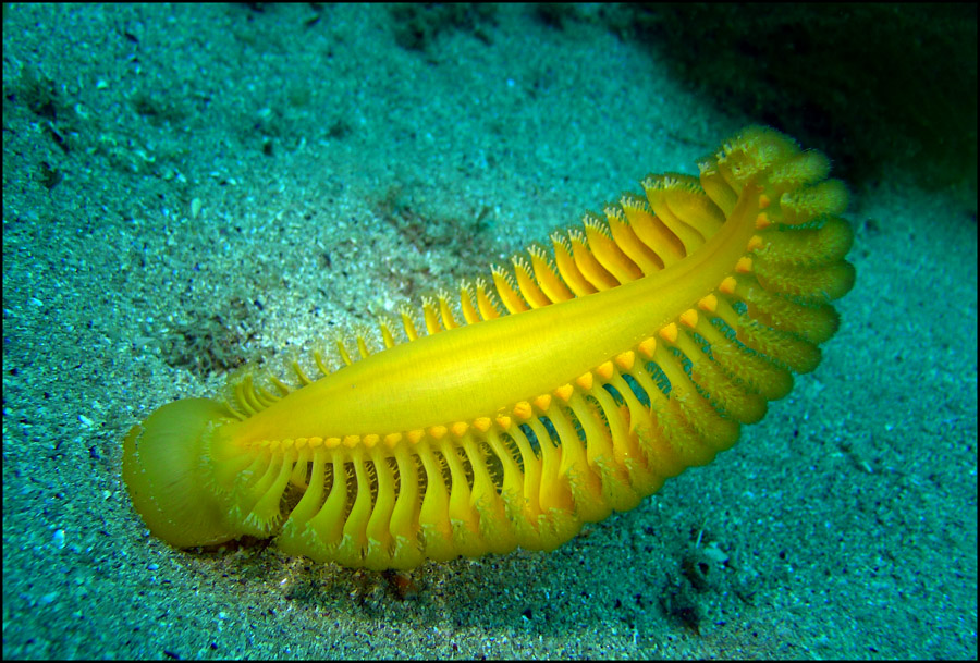 Click image for larger version

Name:	Sea pen 1.jpg
Views:	156
Size:	261.3 KB
ID:	437732