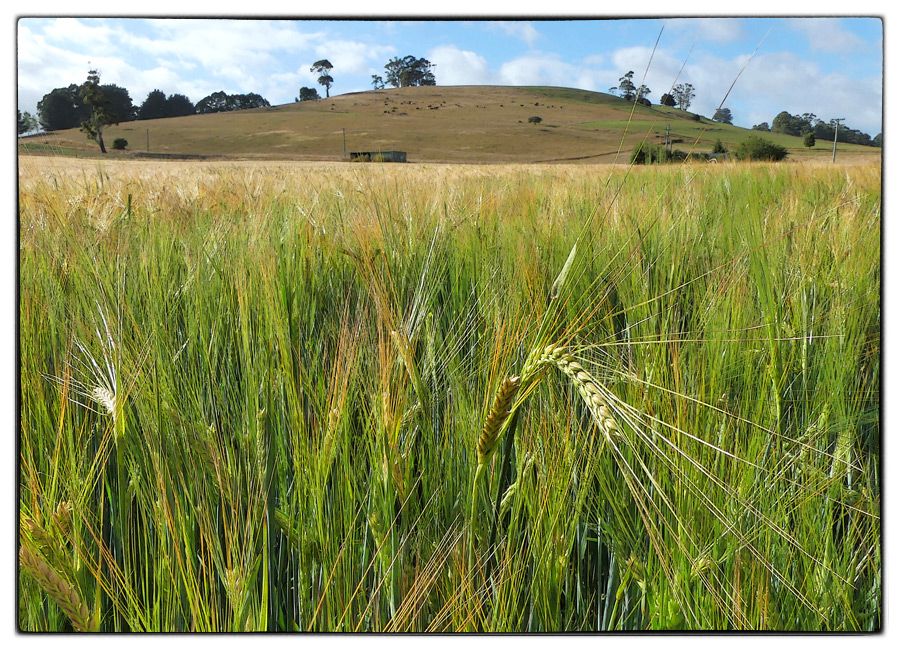 Click image for larger version

Name:	Wheat field 2.JPG
Views:	33
Size:	188.4 KB
ID:	437912