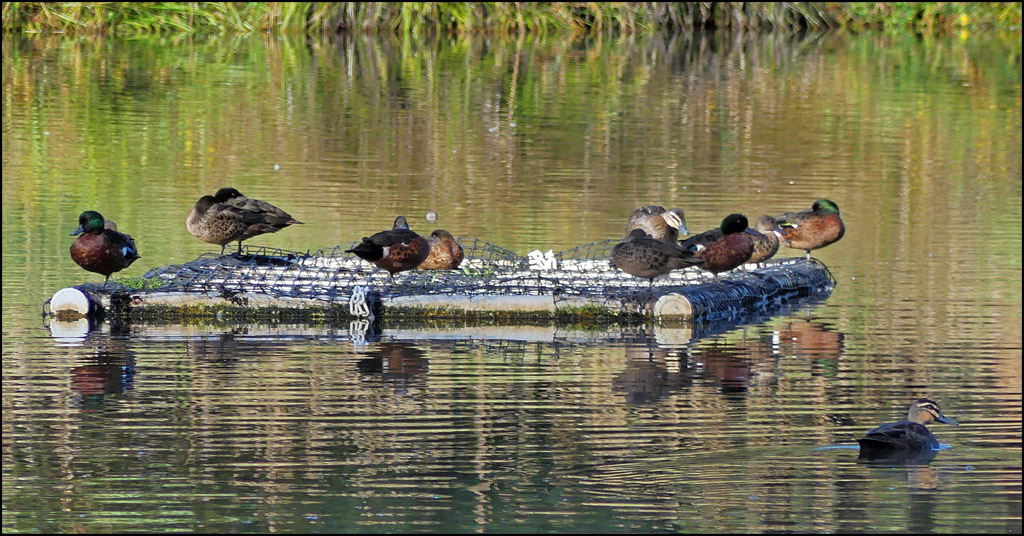 Click image for larger version

Name:	Bird raft.jpg
Views:	12
Size:	276.0 KB
ID:	438626