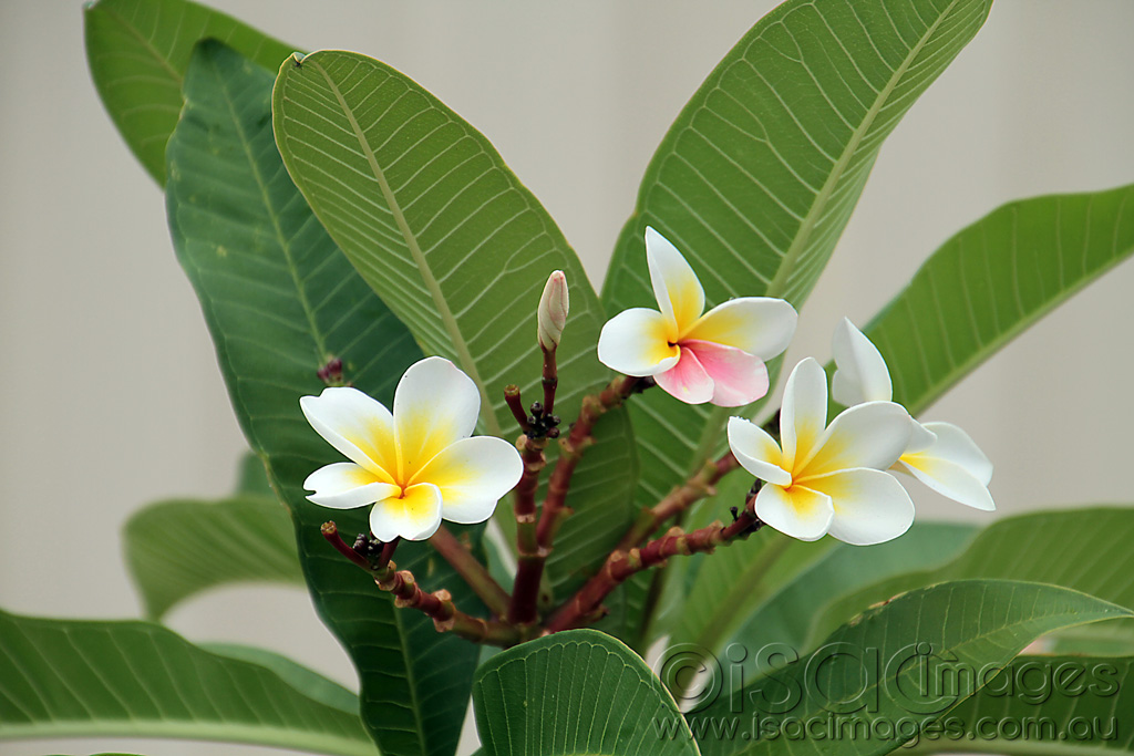 Click image for larger version

Name:	frangipani-1-1024.jpg
Views:	531
Size:	195.1 KB
ID:	439787