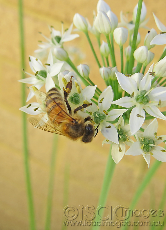 Click image for larger version

Name:	Bee-on-flowers-1.jpg
Views:	456
Size:	196.0 KB
ID:	440084