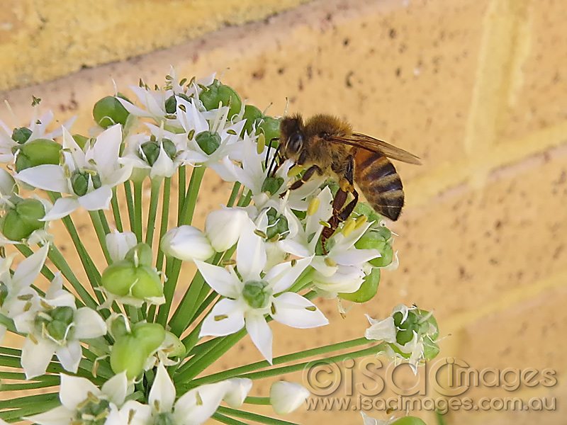 Click image for larger version

Name:	Bee-on-flowers-3.jpg
Views:	324
Size:	199.6 KB
ID:	440085