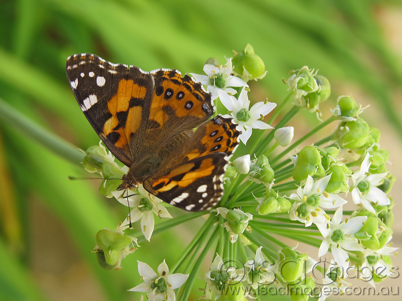 Click image for larger version

Name:	Butterfly-on-flowers-2.jpg
Views:	703
Size:	207.1 KB
ID:	440086