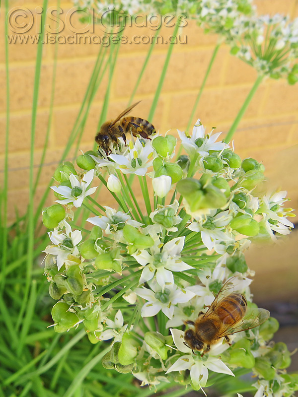 Click image for larger version

Name:	Bee-on-flowers-2.jpg
Views:	416
Size:	199.2 KB
ID:	440087