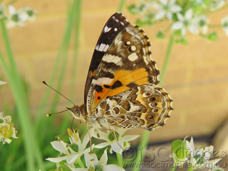 Click image for larger version

Name:	Butterfly-on-flowers-1.jpg
Views:	305
Size:	202.2 KB
ID:	440088