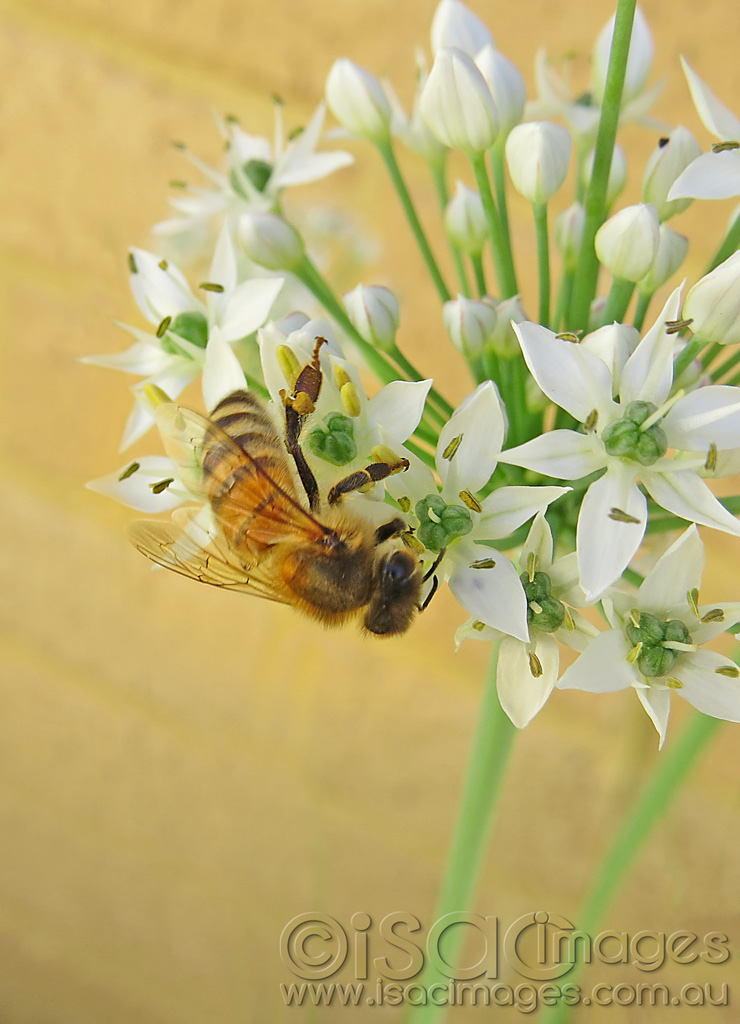 Click image for larger version

Name:	Bee-on-flowers-1.jpg
Views:	400
Size:	194.2 KB
ID:	440138