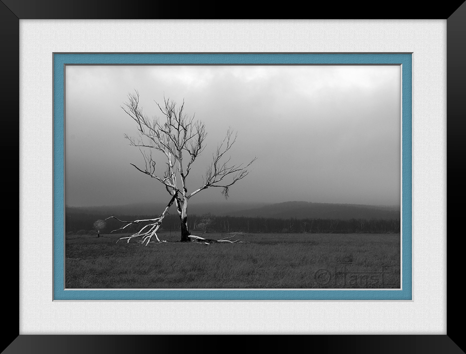 Click image for larger version

Name:	hans-b&amp;w-tree-E.jpg
Views:	75
Size:	198.3 KB
ID:	440318