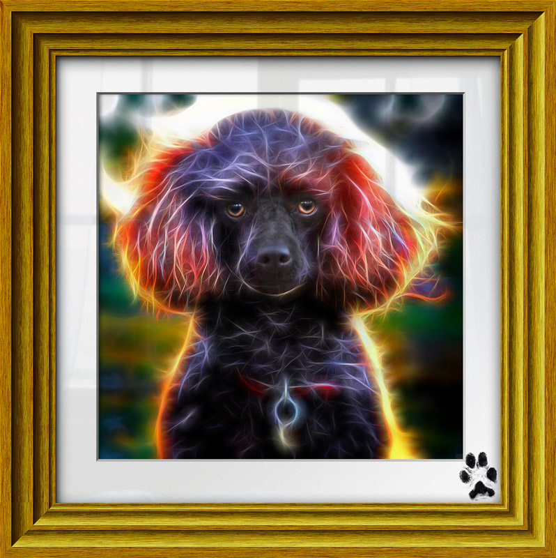 Click image for larger version

Name:	Alans-Poodle-B-Topaz-Framed.jpg
Views:	25
Size:	198.5 KB
ID:	440600