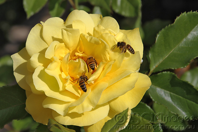 Click image for larger version

Name:	Yellow-Rose-with-Bees---1.jpg
Views:	15
Size:	199.0 KB
ID:	441270