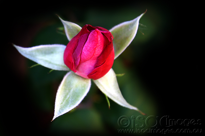 Click image for larger version

Name:	Rose-Angel-Face-Bud_1.jpg
Views:	23
Size:	186.5 KB
ID:	441272