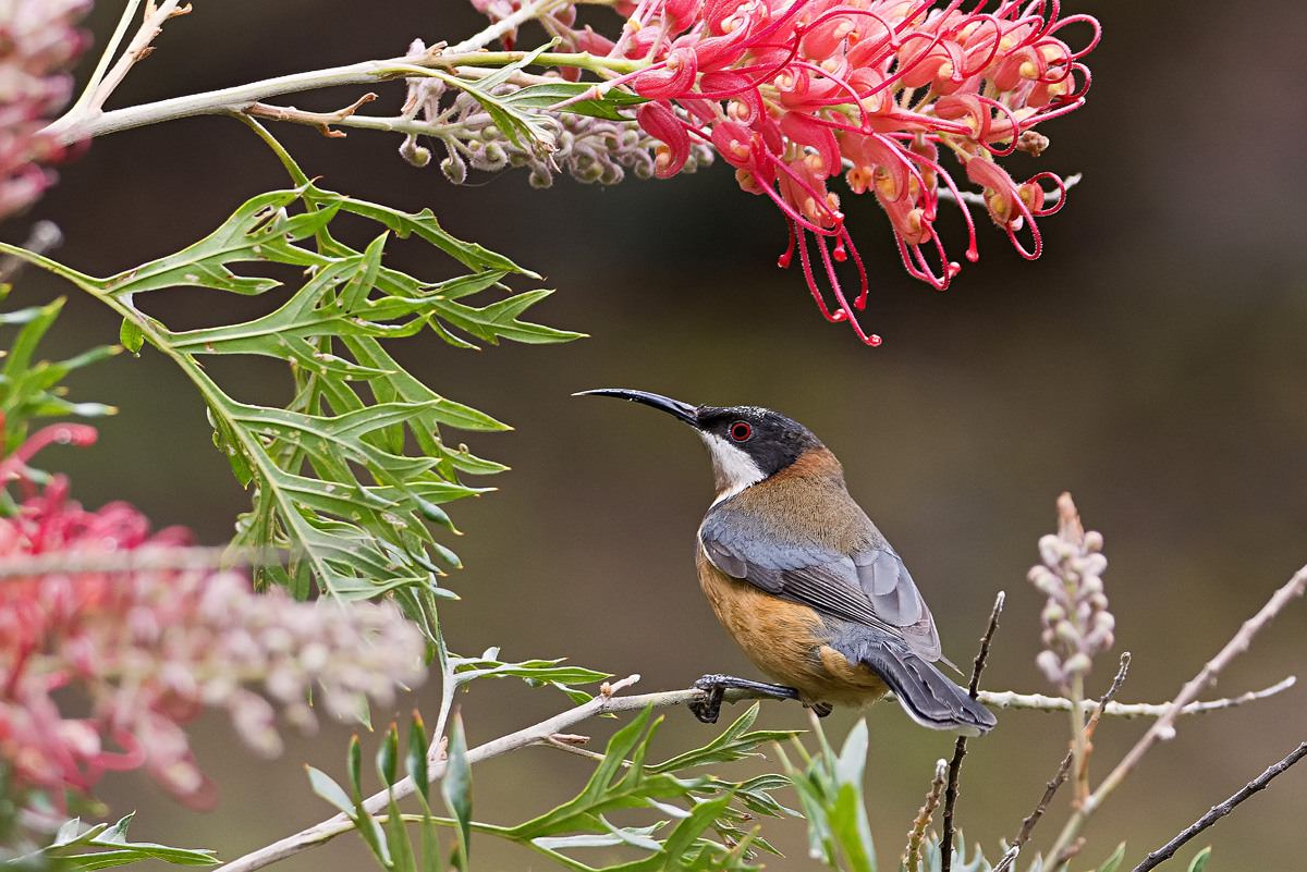 Click image for larger version

Name:	DSC_1128 Spinebill cropped.jpg
Views:	27
Size:	451.3 KB
ID:	441678