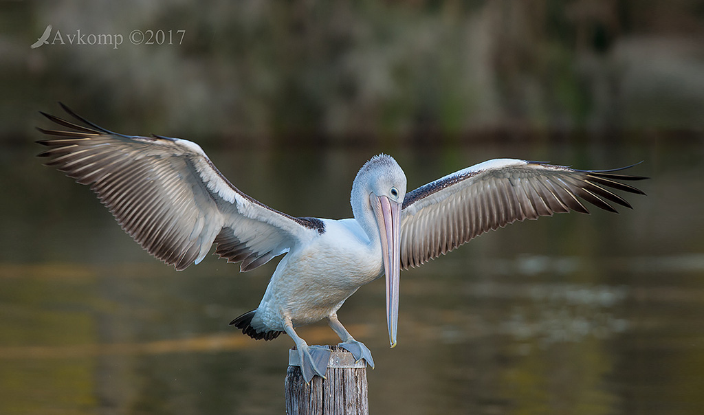 Click image for larger version

Name:	avkomp-pelican.jpg
Views:	60
Size:	146.2 KB
ID:	441767