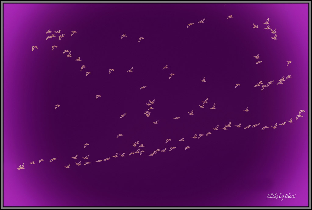 Click image for larger version

Name:	Migrating Geese.jpg
Views:	33
Size:	85.8 KB
ID:	442522