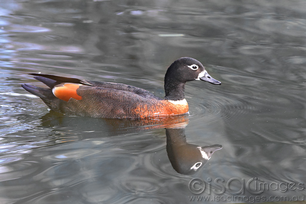 Click image for larger version

Name:	Shelduck_Female-1.jpg
Views:	26
Size:	196.6 KB
ID:	442989