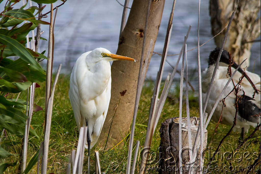 Click image for larger version

Name:	Egret-1.jpg
Views:	14
Size:	196.8 KB
ID:	442984