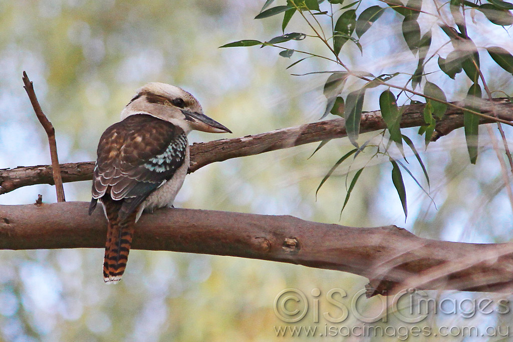 Click image for larger version

Name:	Kookaburra-2.jpg
Views:	14
Size:	199.4 KB
ID:	442985