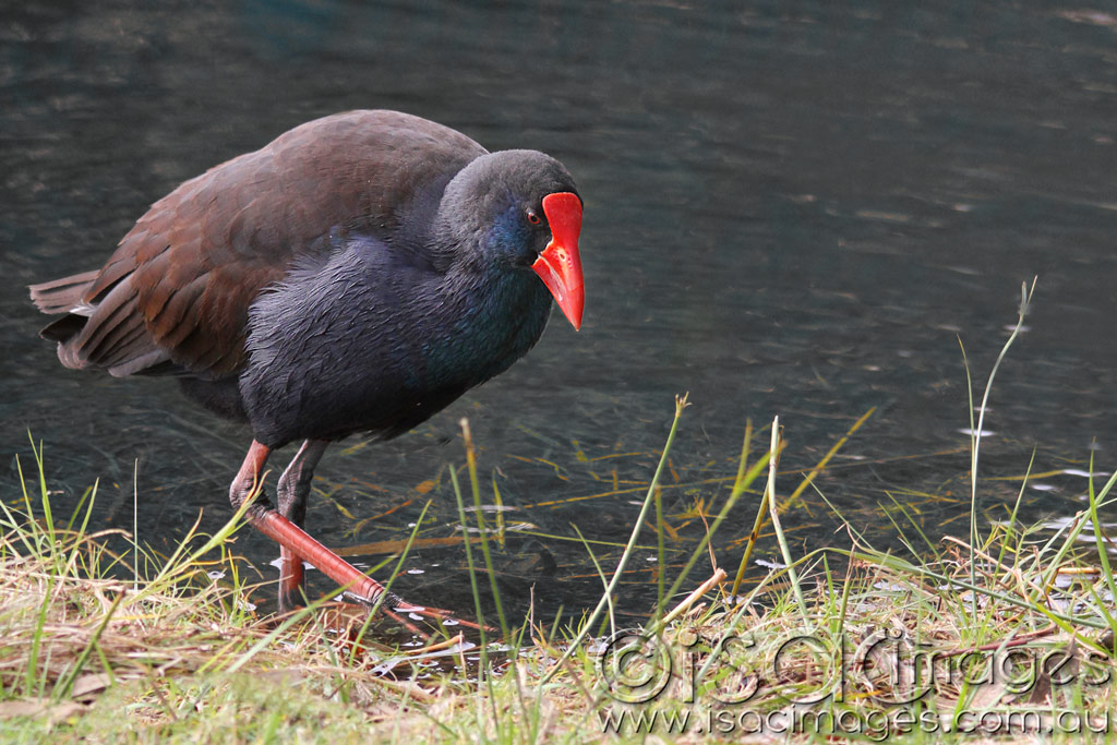 Click image for larger version

Name:	Moorhen-1.jpg
Views:	34
Size:	196.0 KB
ID:	442991