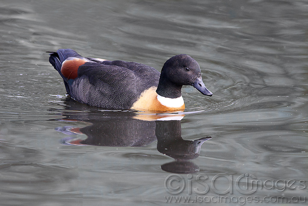 Click image for larger version

Name:	Shelduck_Male-1.jpg
Views:	25
Size:	195.4 KB
ID:	442992