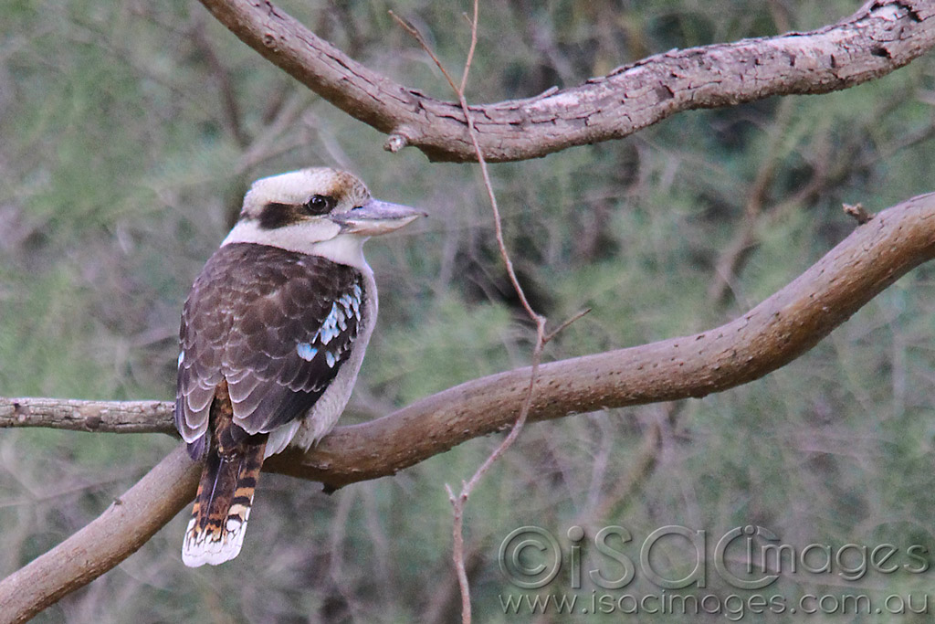 Click image for larger version

Name:	Kookaburra-1.jpg
Views:	25
Size:	197.4 KB
ID:	442990