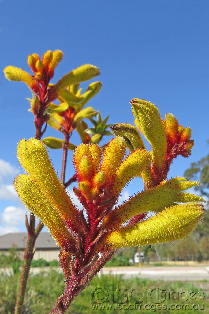 Click image for larger version

Name:	Kangaroo-Paw-1.jpg
Views:	224
Size:	323.2 KB
ID:	443632