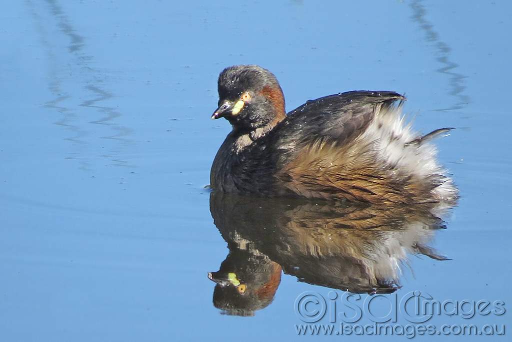 Click image for larger version

Name:	Australasian-Grebe-1.jpg
Views:	245
Size:	189.3 KB
ID:	443635