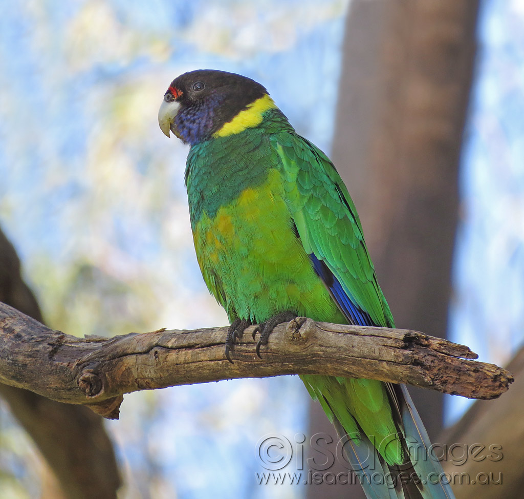 Click image for larger version

Name:	28-Parrot-1.jpg
Views:	42
Size:	200.0 KB
ID:	443641