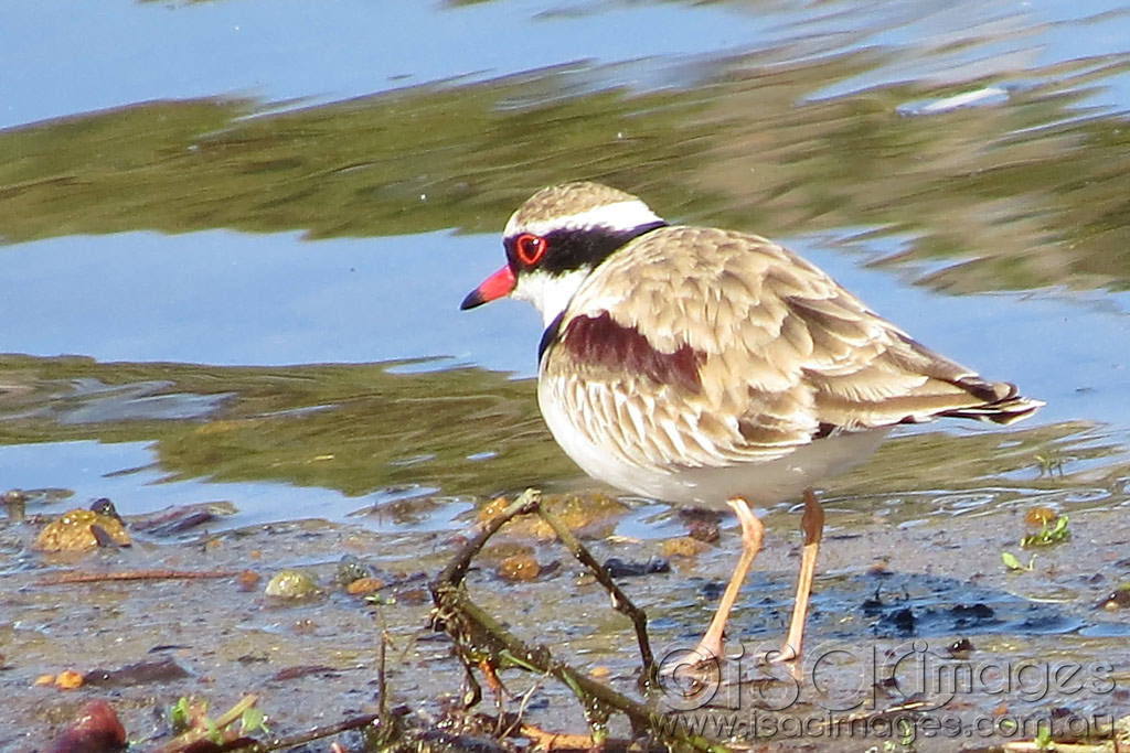 Click image for larger version

Name:	Black-Fronted-Dotterel-1.jpg
Views:	523
Size:	197.8 KB
ID:	443642