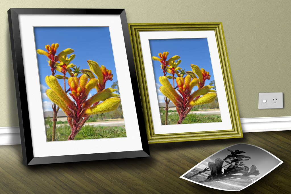 Click image for larger version

Name:	Isac-Images-MOCKUP-Frames-KangarooPaw.jpg
Views:	29
Size:	198.3 KB
ID:	443740