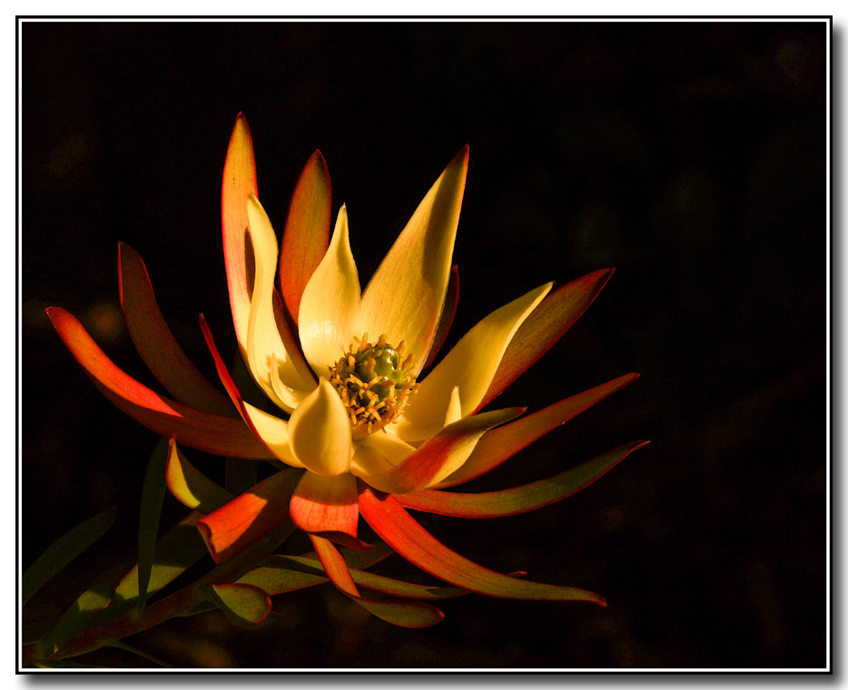 Click image for larger version

Name:	Leucadendron.jpg
Views:	24
Size:	155.4 KB
ID:	443909