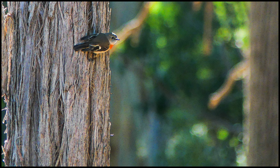 Click image for larger version

Name:	Redbreast 3 .jpg
Views:	44
Size:	214.8 KB
ID:	444212