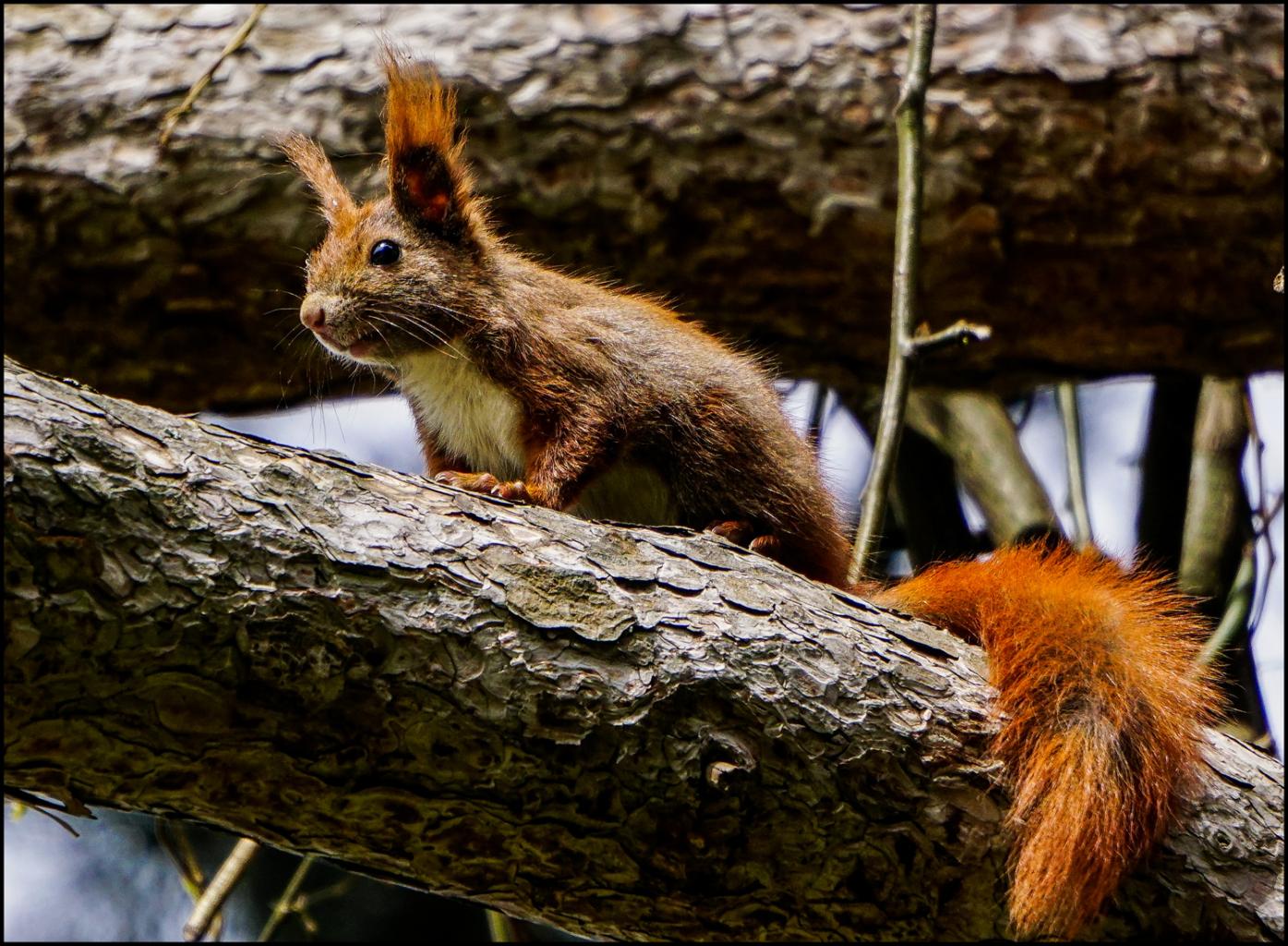 Click image for larger version

Name:	Red squirrell .jpg
Views:	45
Size:	243.7 KB
ID:	444279