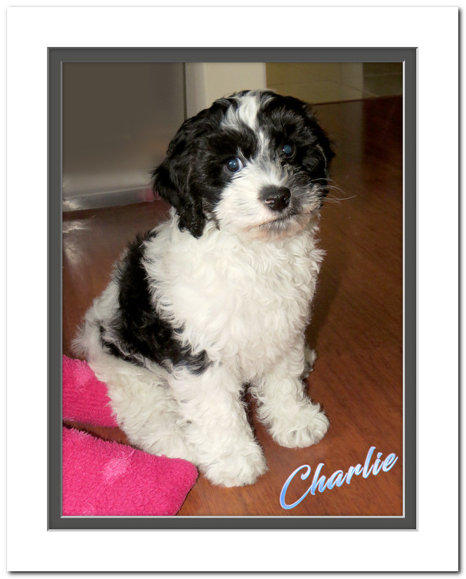 Click image for larger version

Name:	Charlie-1.jpg
Views:	429
Size:	134.8 KB
ID:	444340